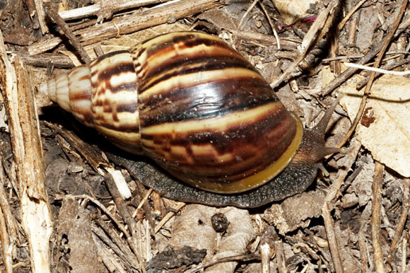 Lissachatina fulica